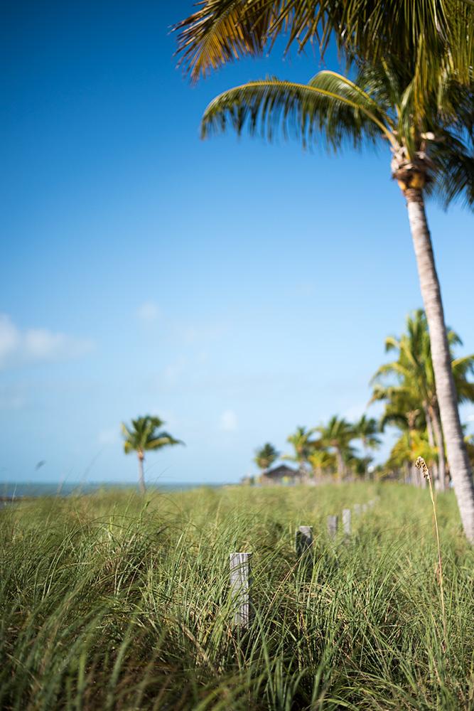 palms at smathers beach