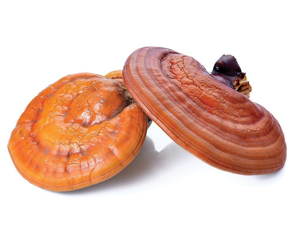 reishi