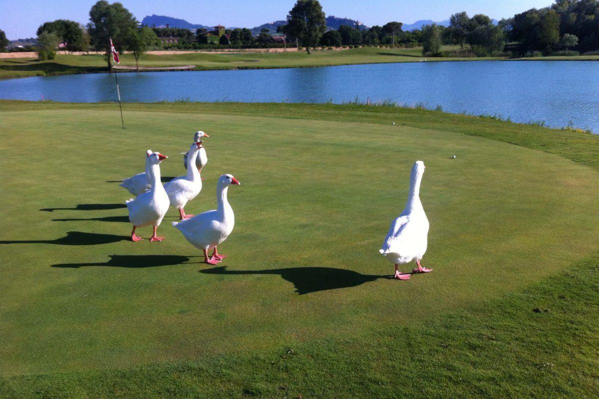 geese on the golf course x
