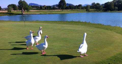 geese on the golf course x